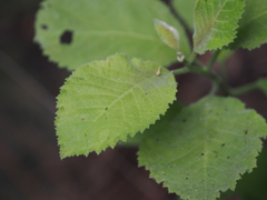 Ehretia dicksonii