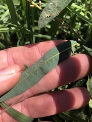 Desmodium sessilifolium