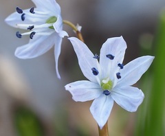 Scilla libanotica