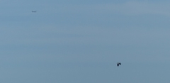 Ardea cinerea cinerea