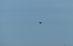 Ardea cinerea cinerea