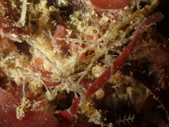 Ammothea hilgendorfi