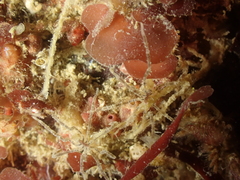 Ammothea hilgendorfi