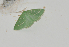 Thetidia smaragdaria