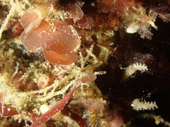 Ammothea hilgendorfi