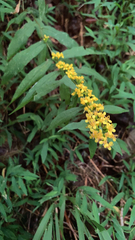 Solidago caesia