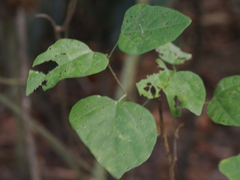 Mallotus repandus