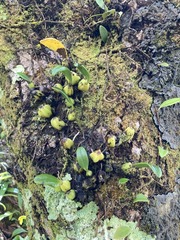Bulbophyllum
