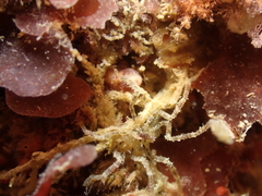 Ammothea hilgendorfi