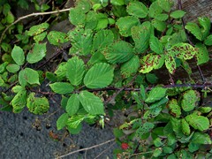 Rubus rubritinctus
