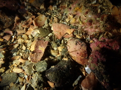 Ammothea hilgendorfi