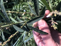 Desmodium sessilifolium