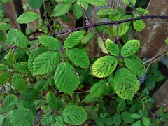 Rubus rubritinctus