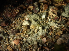 Ammothea hilgendorfi