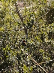 Charaxes jasius