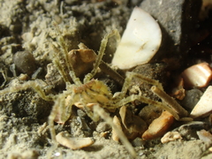 Ammothea hilgendorfi