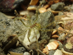 Ammothea hilgendorfi