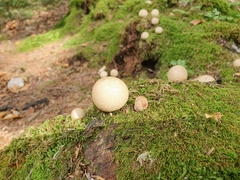 Apioperdon