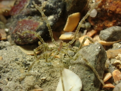 Ammothea hilgendorfi