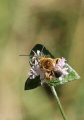 Melissodes dentiventris