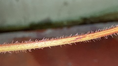 Vigna angularis nipponensis