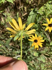 Rudbeckia hirta pulcherrima
