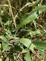 Rudbeckia hirta pulcherrima