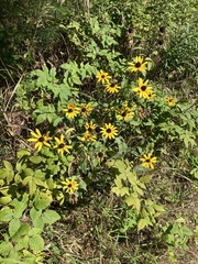 Rudbeckia hirta pulcherrima