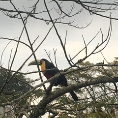 Ramphastos dicolorus