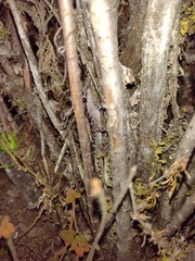 Phyllodactylus andysabini