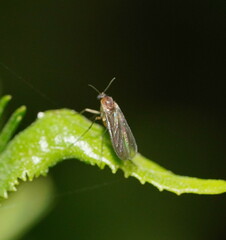Sciaroidea