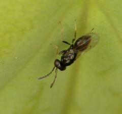 Eulophidae