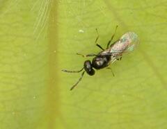 Eulophidae
