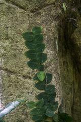 Pothos ovatifolius