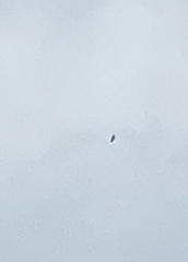 Haliaeetus albicilla