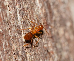 Notoncus spinisquamis