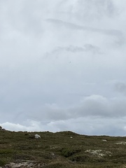 Haliaeetus albicilla