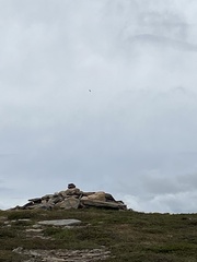 Haliaeetus albicilla