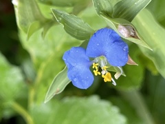 Commelina auriculata
