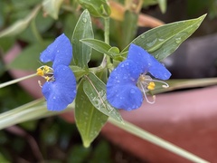 Commelina auriculata
