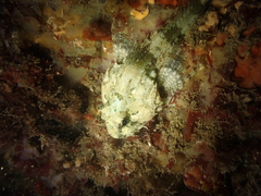 Taurulus bubalis