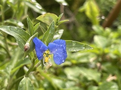Commelina auriculata