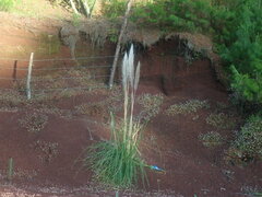 Cortaderia selloana