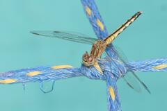 Diplacodes lefebvrii