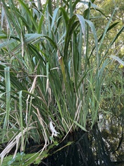 Zizaniopsis miliacea