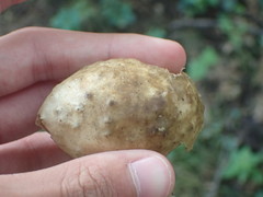 Amphibolips confluenta