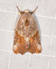 Gonodes liquida