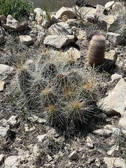 Echinocereus stramineus