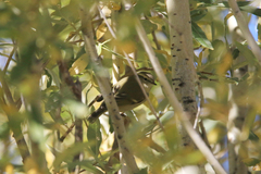 Phylloscopus humei