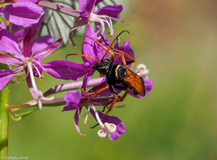 Parabatozonus lacerticida